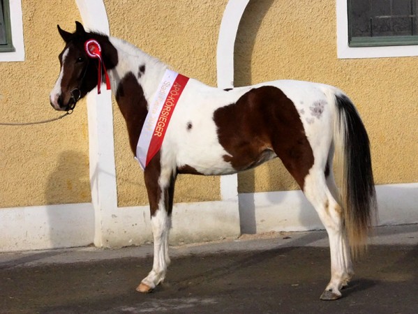 Jameel Körungssieger 2011